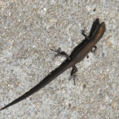 Pseudemoia entrecasteauxii at Cotter River, ACT - 20 Feb 2021