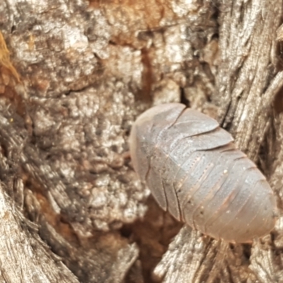 Laxta granicollis (Common bark or trilobite cockroach) at Lyneham, ACT - 22 Feb 2021 by tpreston