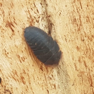 Laxta granicollis at Lyneham, ACT - 22 Feb 2021 02:54 PM