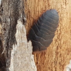 Laxta granicollis at Lyneham, ACT - 22 Feb 2021 02:54 PM