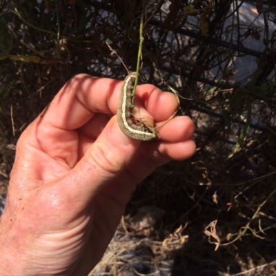 Aedia leucomelas acronyctoides (Eastern Alchymist, Sweet Potato Leaf Worm or Sorcerer) at Aranda, ACT - 23 Feb 2021 by NickiTaws