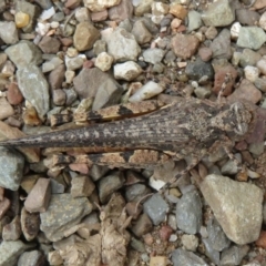 Pycnostictus seriatus (Common Bandwing) at Cotter River, ACT - 20 Feb 2021 by Christine