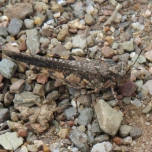 Pycnostictus seriatus at Cotter River, ACT - 20 Feb 2021