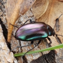 Chalcopteroides columbinus (Rainbow darkling beetle) at Lyneham Wetland - 22 Feb 2021 by trevorpreston