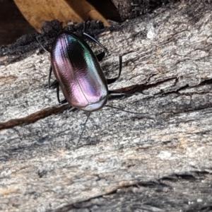 Chalcopteroides columbinus at Lyneham, ACT - 22 Feb 2021 02:55 PM