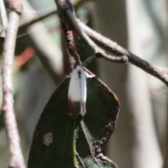 Acyphas semiochrea (Omnivorous Tussock Moth) at Cotter River, ACT - 20 Feb 2021 by Christine