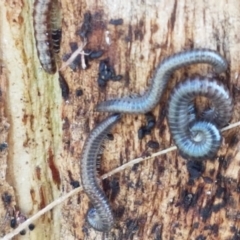 Diplopoda (class) (Unidentified millipede) at Lyneham Wetland - 22 Feb 2021 by trevorpreston