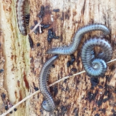 Diplopoda (class) (Unidentified millipede) at Lyneham Wetland - 22 Feb 2021 by trevorpreston