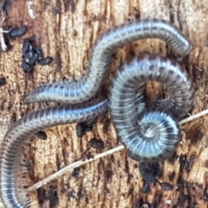 Diplopoda (class) at Lyneham Wetland - 22 Feb 2021