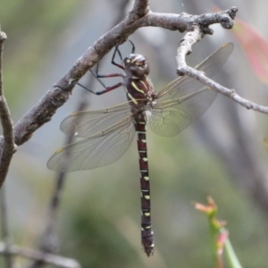 Austroaeschna inermis at Cotter River, ACT - 20 Feb 2021