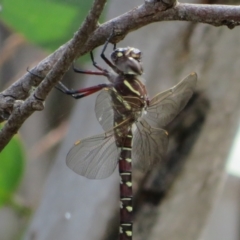 Austroaeschna inermis at Cotter River, ACT - 20 Feb 2021