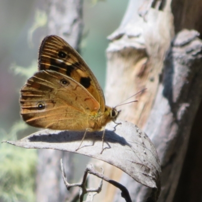 Heteronympha penelope (Shouldered Brown) at Cotter River, ACT - 20 Feb 2021 by Christine