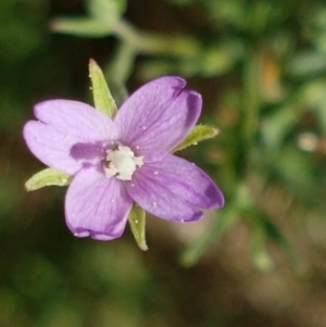 Epilobium sp. at Lyneham Wetland - 22 Feb 2021