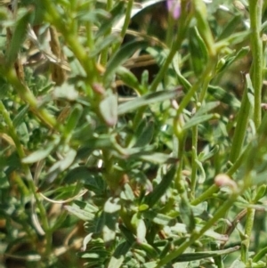 Epilobium sp. at Lyneham Wetland - 22 Feb 2021 02:59 PM