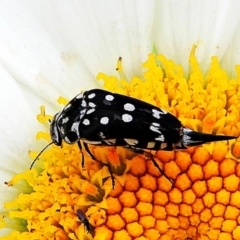 Mordella dumbrelli (Dumbrell's Pintail Beetle) at Crooked Corner, NSW - 22 Feb 2021 by Milly