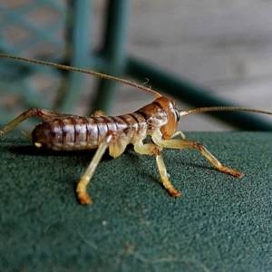 Gryllacrididae (family) at Crooked Corner, NSW - 22 Feb 2021