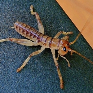 Gryllacrididae (family) at Crooked Corner, NSW - 22 Feb 2021