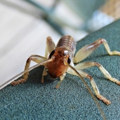 Gryllacrididae (family) at Crooked Corner, NSW - 22 Feb 2021