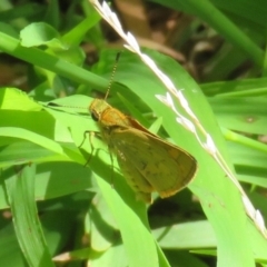 Ocybadistes walkeri at Macarthur, ACT - 22 Feb 2021 02:06 PM