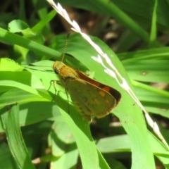 Ocybadistes walkeri at Macarthur, ACT - 22 Feb 2021 02:06 PM