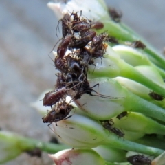 Aphididae (family) (Unidentified aphid) at Macarthur, ACT - 22 Feb 2021 by RodDeb