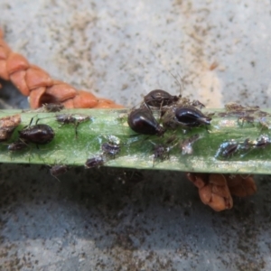 Aphididae (family) at Macarthur, ACT - 22 Feb 2021