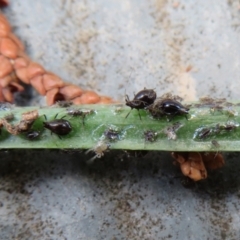 Aphididae (family) at Macarthur, ACT - 22 Feb 2021