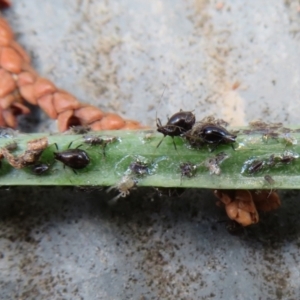 Aphididae (family) at Macarthur, ACT - 22 Feb 2021