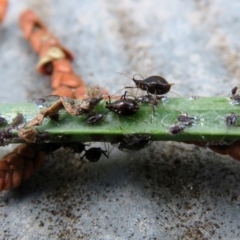 Aphididae (family) at Macarthur, ACT - 22 Feb 2021