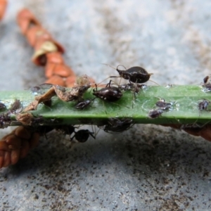 Aphididae (family) at Macarthur, ACT - 22 Feb 2021