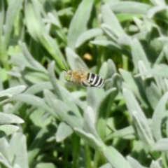 Amegilla sp. (genus) (Blue Banded Bee) at Macarthur, ACT - 22 Feb 2021 by RodDeb