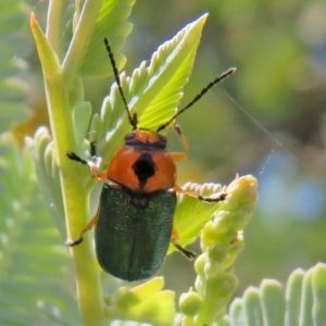 Aporocera (Aporocera) consors at Macarthur, ACT - 22 Feb 2021