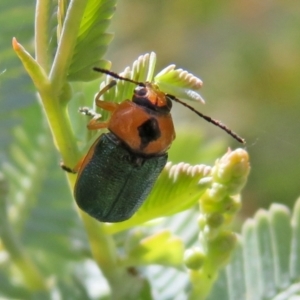 Aporocera (Aporocera) consors at Macarthur, ACT - 22 Feb 2021