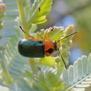 Aporocera (Aporocera) consors at Macarthur, ACT - 22 Feb 2021