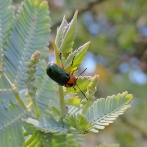 Aporocera (Aporocera) consors at Macarthur, ACT - 22 Feb 2021