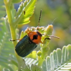 Aporocera (Aporocera) consors at Macarthur, ACT - 22 Feb 2021