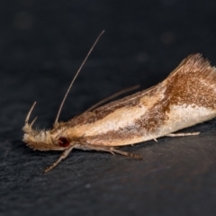 Thema psammoxantha (A concealer moth) at Melba, ACT - 11 Feb 2021 by Bron