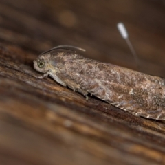 Spilonota-group (A Tortricid moth) at Melba, ACT - 10 Feb 2021 by Bron