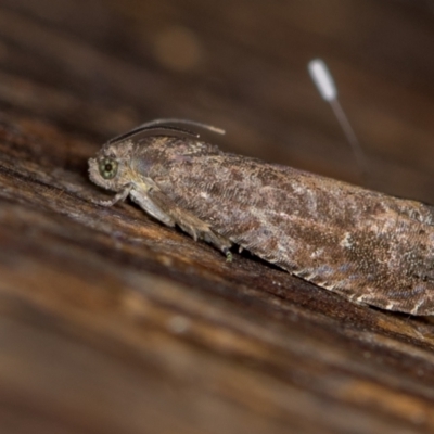 Spilonota-group (A Tortricid moth) at Melba, ACT - 10 Feb 2021 by Bron