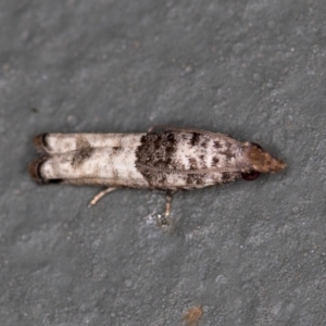 Spilonota constrictana at Melba, ACT - 11 Feb 2021