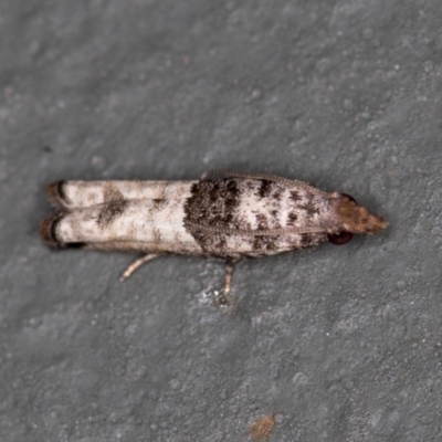 Spilonota constrictana (A Tortricid moth) at Melba, ACT - 10 Feb 2021 by Bron