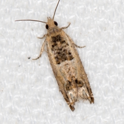 Crocidosema plebejana (Cotton Tipworm Moth) at Melba, ACT - 10 Feb 2021 by Bron