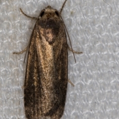 Athetis tenuis (Plain Tenuis Moth) at Melba, ACT - 10 Feb 2021 by Bron
