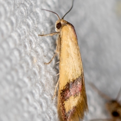 Coeranica isabella (A Concealer moth) at Melba, ACT - 10 Feb 2021 by Bron