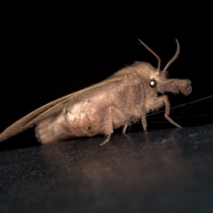 Pararguda nasuta (Wattle Snout Moth) at Melba, ACT - 10 Feb 2021 by Bron