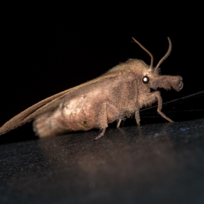 Pararguda nasuta (Wattle Snout Moth) at Melba, ACT - 11 Feb 2021 by Bron