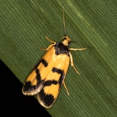 Eulechria ophiodes (A Concealer moth) at Melba, ACT - 11 Feb 2021 by Bron