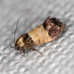 Eupselia axiepaena (A Twig moth) at Melba, ACT - 10 Feb 2021 by Bron