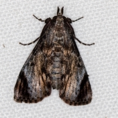 Salma pyrastis (A Pyralid moth (Epipaschiinae subfam.)) at Melba, ACT - 9 Feb 2021 by Bron