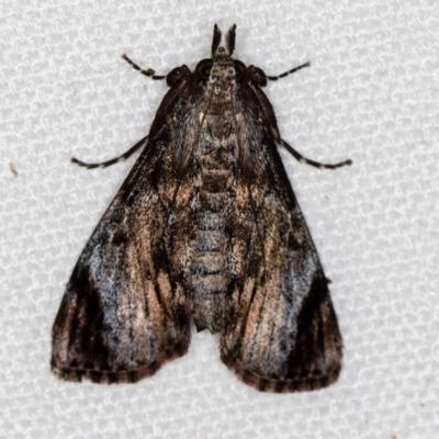 Salma pyrastis (A Pyralid moth (Epipaschiinae subfam.)) at Melba, ACT - 9 Feb 2021 by Bron